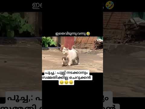 വിവരം വേണം ഡാ പൊട്ടാ 😖😖👍 #funny #pets #comedy #shortsviral #shorts