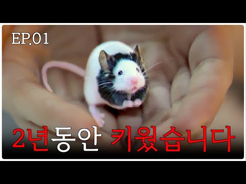 키우지 마세요