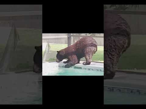 Why Florida Pool Enclosures with Screens?