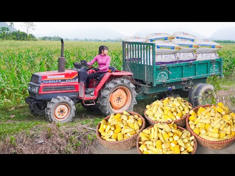 Use Trucks To Harvest Corn To Feed Animals On The Farm, Farm Life. Chuyen Bushcraft