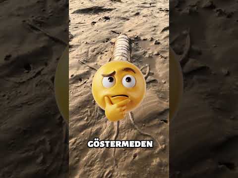 Ahtapot Şişeye Sığabilecek mi? 😱🐙