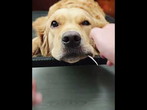 所以狗和海象区别不大～ #china #funny  #amazing #animals #cute
