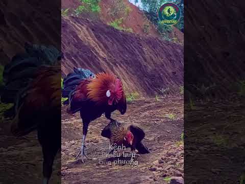 Bẫy Gà Rừng bằng Tiếng Tục Tác gà mái Quá nhanh Pikat Betina #chicken   #shorts
