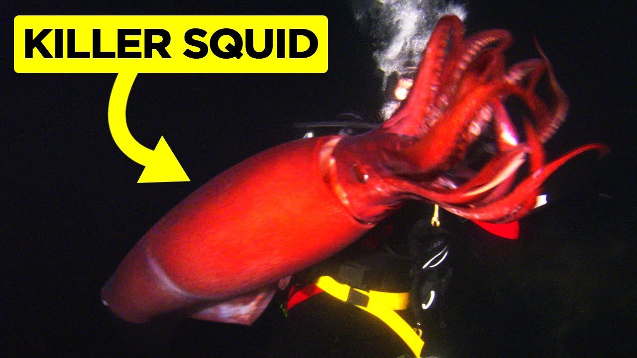 Scariest Videos caught by Divers