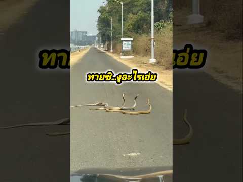 ทายซิ..งูอะไรเอ่ย #snake