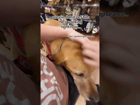 RUDE LADY interrupts tasking service dog! #servicedog #dog #youtubeshorts #ytshorts #fyp #dogs ￼
