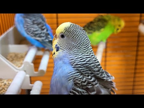 7 hours of budgie sounds