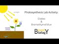Photosynthesis Experiment Analysis