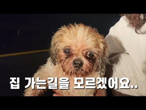 얼굴 피눈물 범벅? 자동차 불빛 보고 마지막 힘을 다해  뛰어든 유기견!