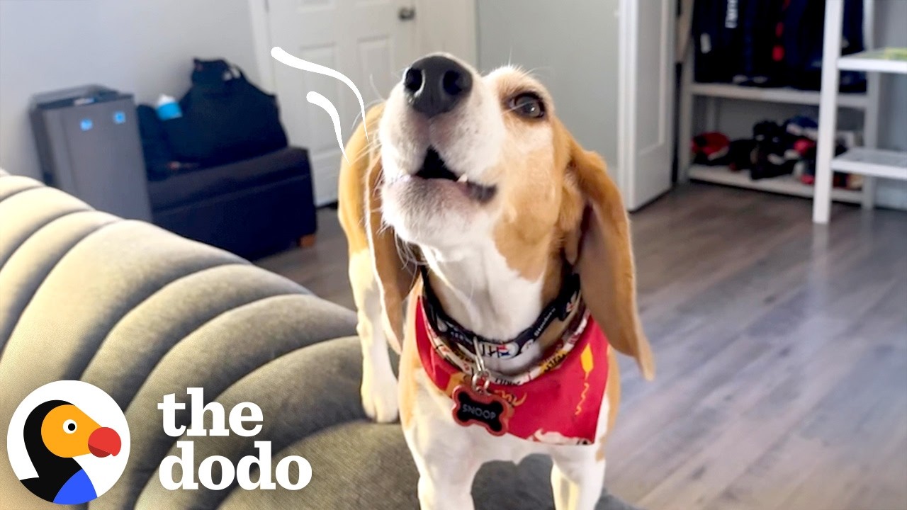 Beagle Loves To Quietly Howl With Dad's Encouragement - The Dodo
