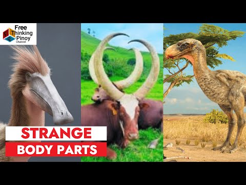 COMPILATION Kakaibang ILONG, TUKA at SUNGAY | Strange Animal Body Parts