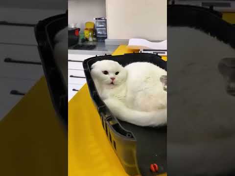 #funnydcat #funny #animals #dog #cat #funnyvideos #funnyvideo #cats #funnyanimals #funnycats #dogs