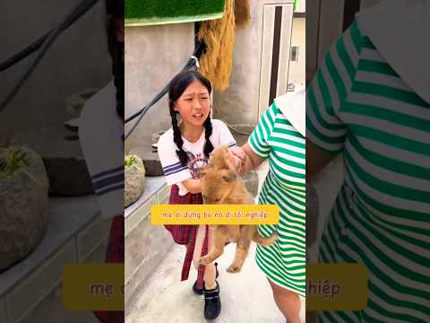 Chú chó nhỏ tội nghiệp #shorts