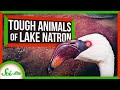 Lake Natron and Its Unique Ecosystem