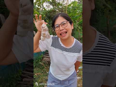 พริกก็มี กระเทียมก็มี แต่ยังไม่มีใครให้หอมเลยอ่ะ🤣😂🥰😍☺️#funny #ตลก #viralvideo #ฝากกดติดตามด้วยนะคะ