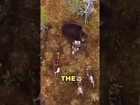 A Bear's Epic Battle Against Starving Wolves #bear #wolves #hunter #humor #wildlife #bearhunt #food