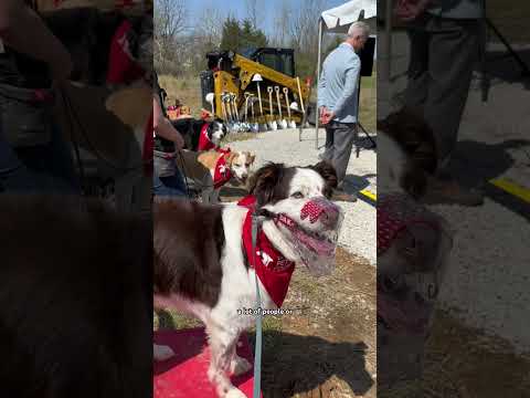 mia’s muzzles is my go to muzzle brand #dogtrainer #dogtraining #dogmuzzle #muzzletraining