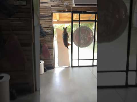 Nothing can get in his way !