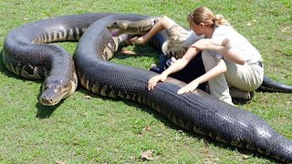 The Incredible Size of a Giant Anaconda