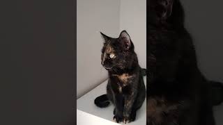 #кошка #красиваякошка #котики #cat #рекомендации