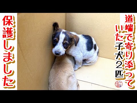 【子犬　保護　お名前募集】道端で２匹寄り添っていた子犬保護しました