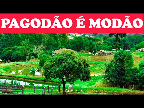 MODÃO RAIZ E PAGODÃO - MISTURA DE VIOLA CAIPIRA