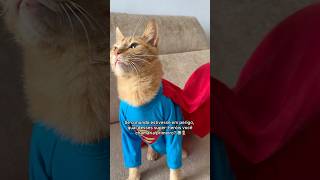 SUPERMAN VERSÃO GATOS