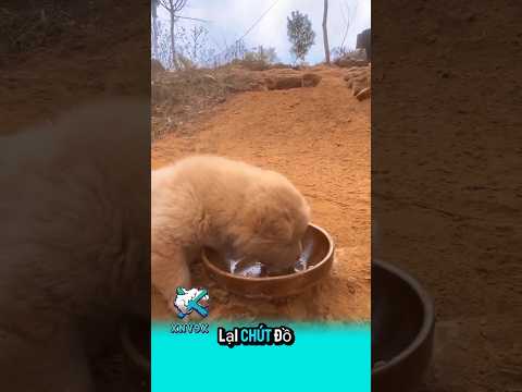 Thương em cún #pets #dongvatcute #animals