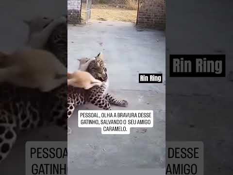 BRAVURA DESSE ANIMAL E PRESSÃO