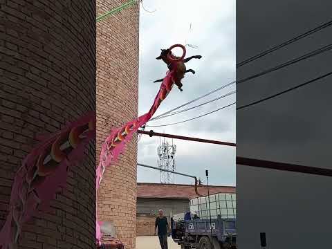 high power of flaying dog jumping #trending #dog #flip #shortsvideo #viral #trendingyoutubeshorts