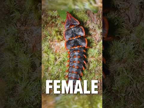 Mystery of the Trilobite Beetle!