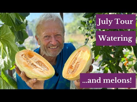 Dry July Gardening: Interplanting, Watering by Hand & No Rotation Potatoes (No Dig Methods)