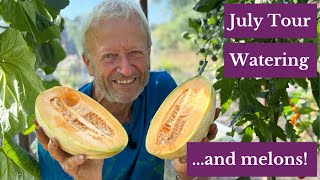 Dry July Gardening: Interplanting, Watering by Hand & No Rotation Potatoes (No Dig Methods)