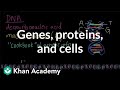 Understanding Genes and Proteins