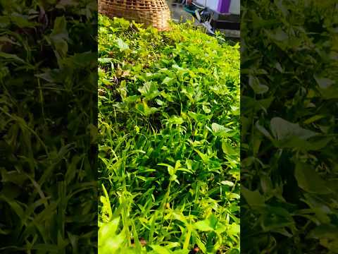 joyful bamboo basket #youtubeshorts #cat #nature #catvideos