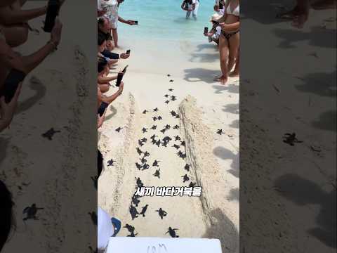 왜 새끼 바다거북이는 도와주면 안될까