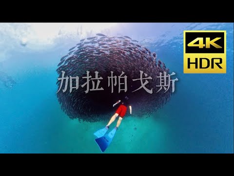 巨好玩的加拉帕戈斯群岛！旅行全攻略【4K HDR】