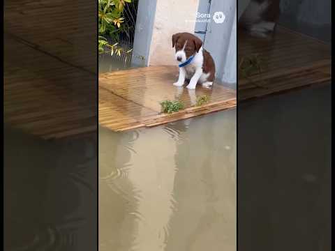 #ias #followersreelsfypシ゚viralシfypシ゚viralシalシ #animales