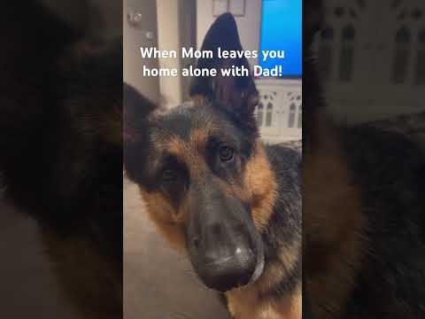 Hard conversation with a German Shepherd #dog #germanshepherd #beachwear #gsd #puppy #gsdlover