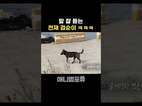 말 잘 듣는 검순이
