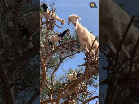 ஏன் இந்த ஆடுகள் இப்படி நிற்கின்றன?! | Why these Goats stand on the tree | Animaltube Tamil
