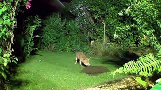 Foxy Turf Wars