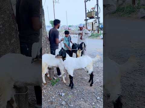 Insaniyaat Zinda Hai โฆAap Sabhi Ko Eid Mubaarak โฆ๐๐๐ #eidmubarak #bakraeid #insaniyat