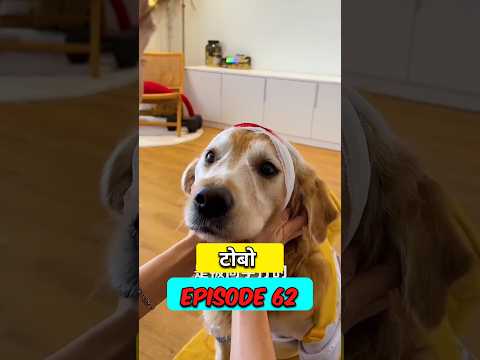 ? टोबो लड़की से मार खाया ☺️? #short #tobo