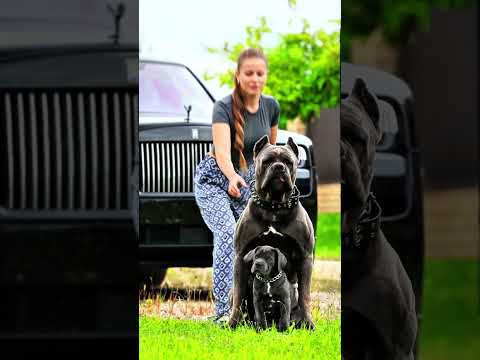 #k9trainer #tacticalgaming #fyp #shortdogs