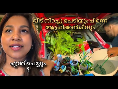 നാട്ടിൽ പോവാൻ പ്ലാൻ ഉണ്ടോ - വീട്ടിൽ ചെടിയോ മീനോ വളർത്തരുത്  ഗയ്‌സ് Full Scene vlog