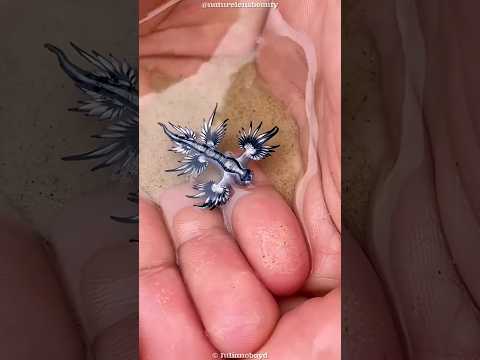 He Kissed a Tiny Sea Dragon and Nearly Died! #shorts