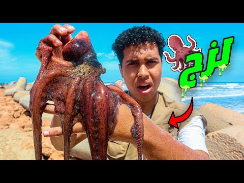 رحلة البحث عن المخلوقات البحرية الغريبة🐙