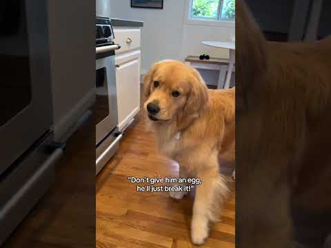He's a gentle boy 🥲 #goldenretriever #dogshorts #dogsofyoutube #funnydogs