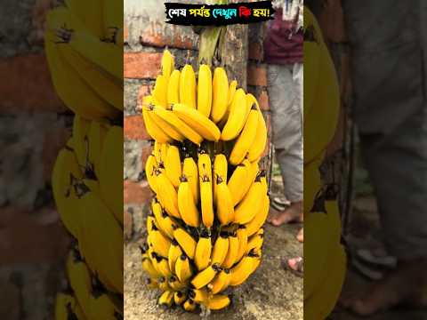 All the bananas were washed in well water and ripened 😰 #shorts #viralshorts #trending